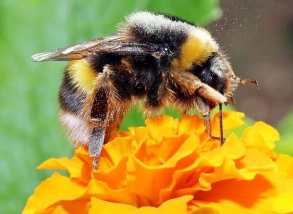 درمان.نیش.زنبور.عسل